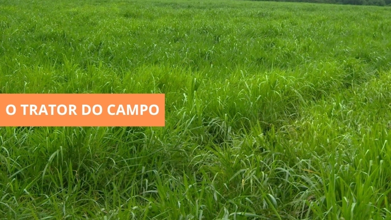 Pastagem de capim Marandu (Brizantão) — BrotaForte Sementes
