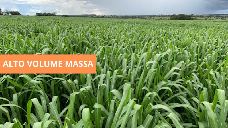 Pastagem de capim Mombaça para sistemas intensivos — BrotaForte Sementes