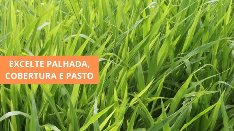 Pastagem de capim Ruziziensis para ILP — BrotaForte Sementes