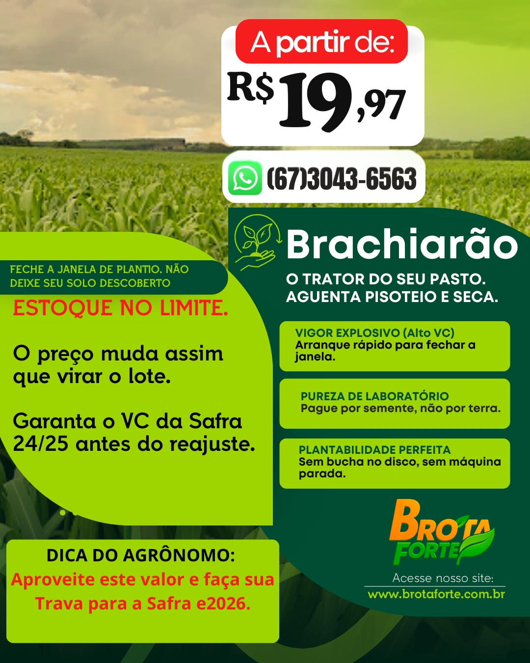 Promoção Brachiarão